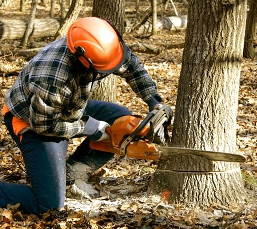 Tree Removal in Fort Benning, GA